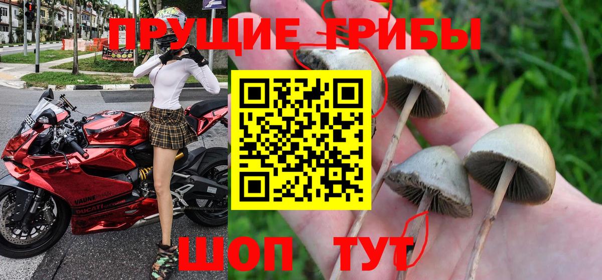 Балаково  Псилоцибиновые грибы Psilocybe  Вход с VPN 